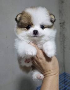 POMERANIAN PUPPIES A169 🌻 Sort of shine Boy~Girl