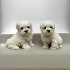 Maltese small type puppy Mka certificate