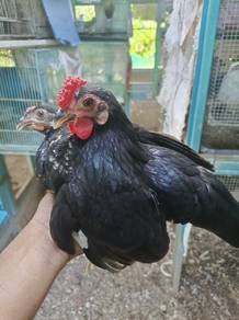 ayam black rosecomb 