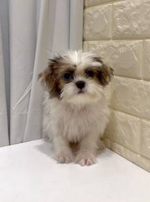 J0334 Shih Tzu Round Face Puppy