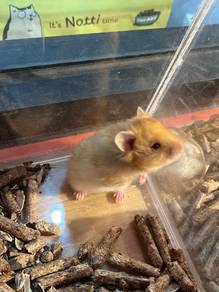 Syrian big Bone Hamster