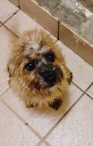 Foodle puppy to sell
