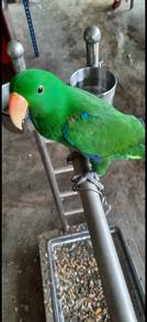 Burung electus parrot Jinak Siap lesen