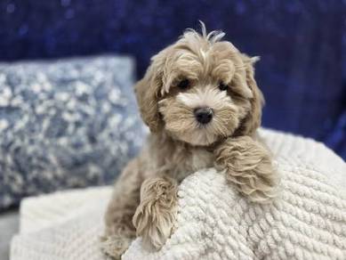 K7218 Huggable Silkese tiny fluffy dog with long s