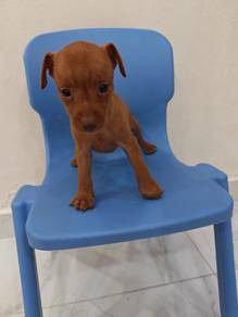 Rare! Solid Red Mini Pinscher Puppy 0705A
