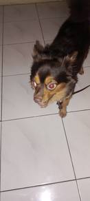 Brown Coated Male Chihuahua 