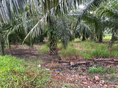 Agricultural Land in Pedas, NSN