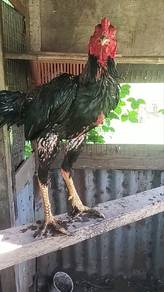 ayam