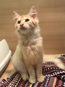 Mainecoon mix cat for sale
