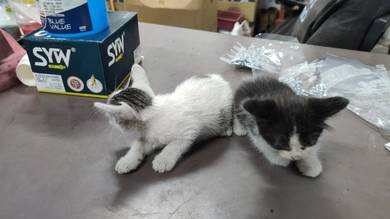 ank kucing 