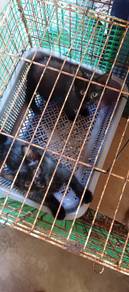 Anak Kucing Free 