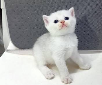 Silver BSH 