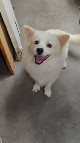 white corgi 