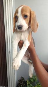 beagle 