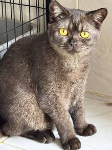 BSH british short hair black