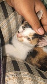 kitten 