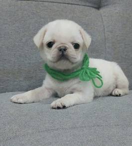 PUG PUPPIES 643 🌻 Chubby Pug Female