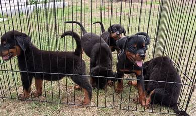 Rottweiler puppy 