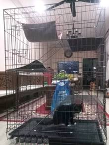 Sangkar Kucing Best Buy