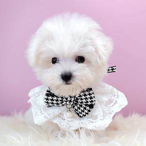 Bichon