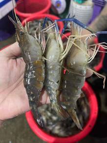 Udang Galah