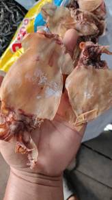 sotong kering 