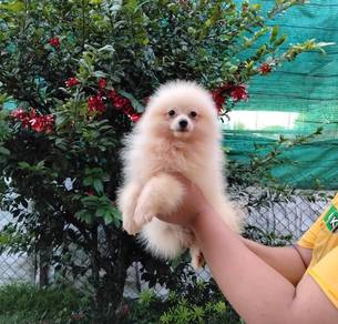 Pomeranian