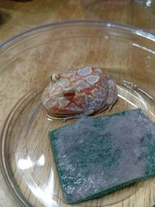 Mutant Pacman Frog