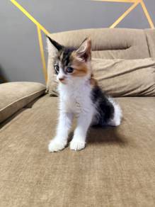 MC Kitten for rehome