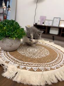 munchkin bsh super short