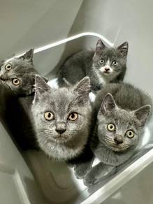 4 months old bsh to rehome
