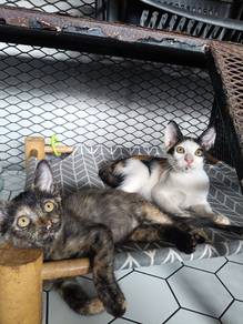 free adoption