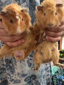 guinea pig / tikus belanda