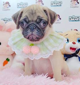 Pug