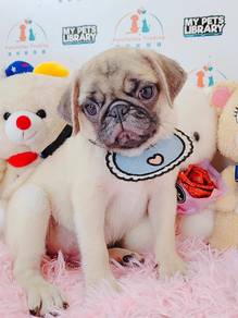 Pug