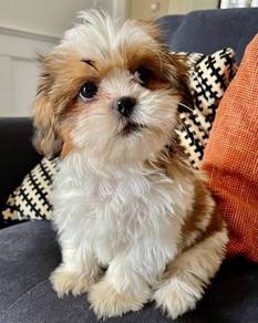 shih tzu