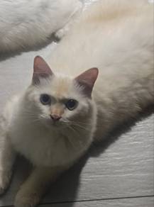 kucing jantan ragdoll