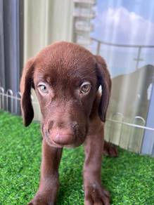 Labrador Retriever Puppy 