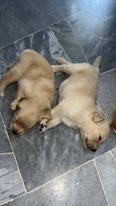 Golden Retriever Puppy for Sale