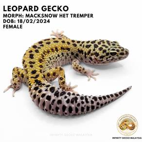 Leopard Gecko Malaysia Macksnow Het Tremper JB