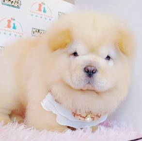CHOW Chow