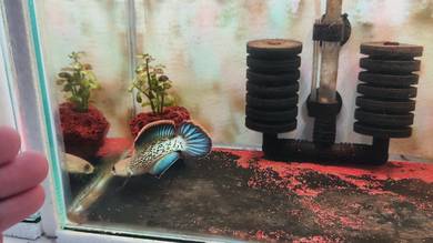 stewarti display 4 inch