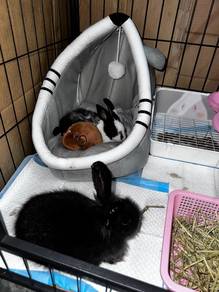 Rabbits