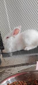 healthy rabbit