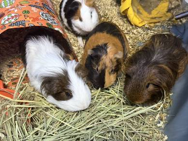 guinea pig