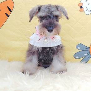 Schnauzer