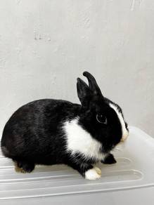 Cute & Healthy Rabbits / Arnab Comel 
