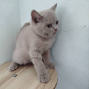 british short hair lilac male 