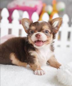 CHIHUAHUA PUPPIES 347 🌷Head Apple Cute Dog