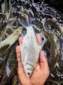 lampam jawa size 6”-7”
